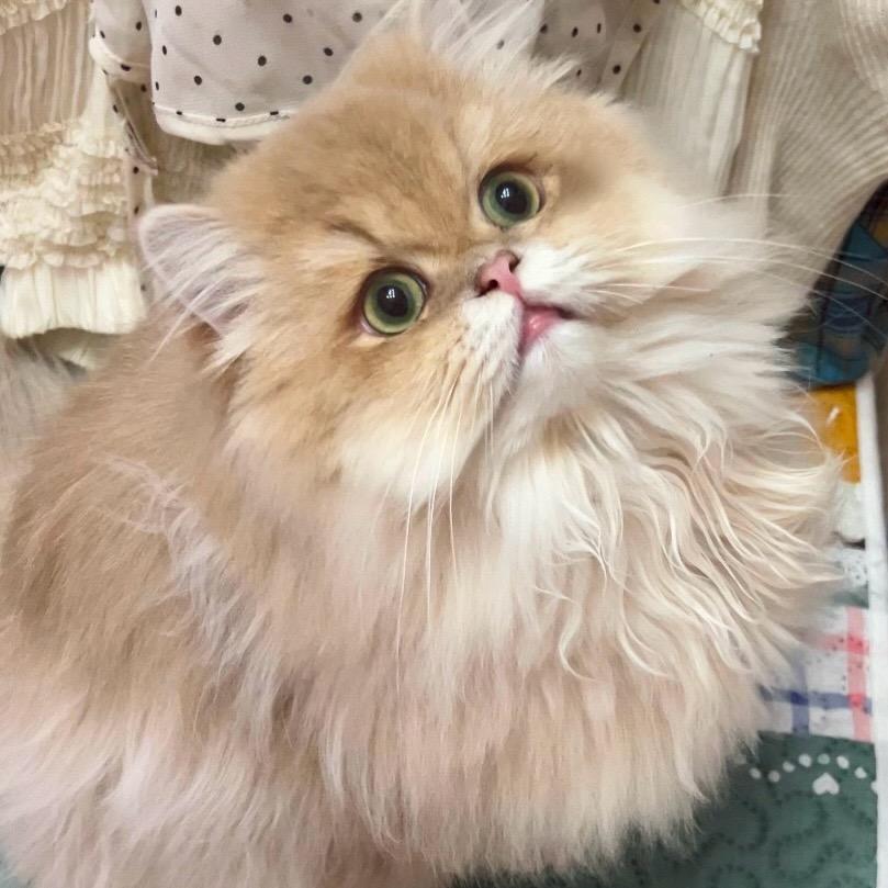 小七是只蓝金喵