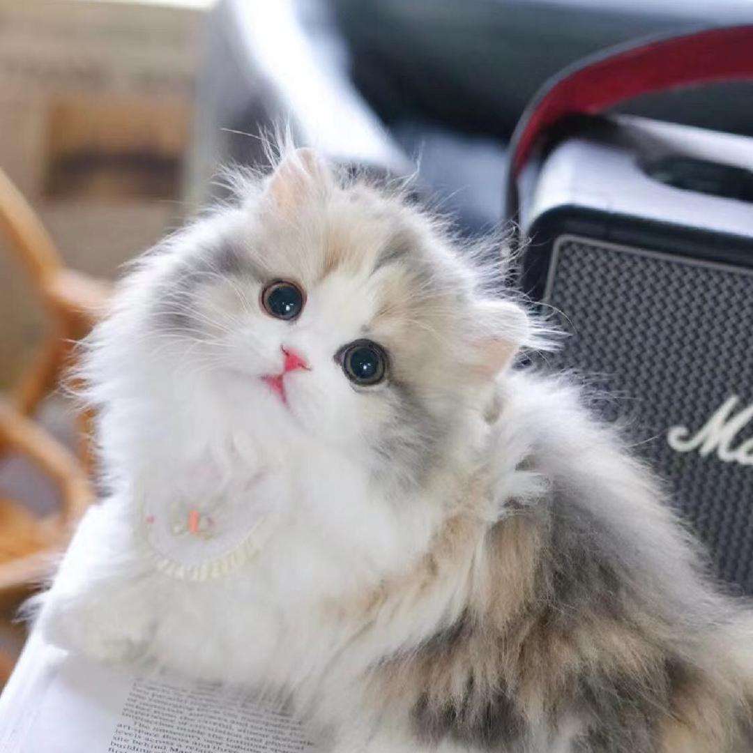 猫咪是只布偶