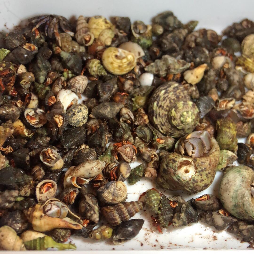 卖陆生寄居蟹的