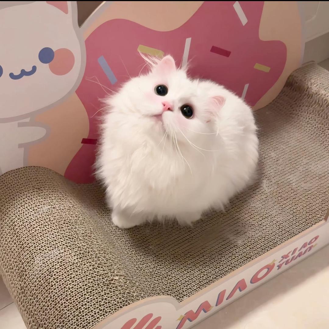 O泡🫧