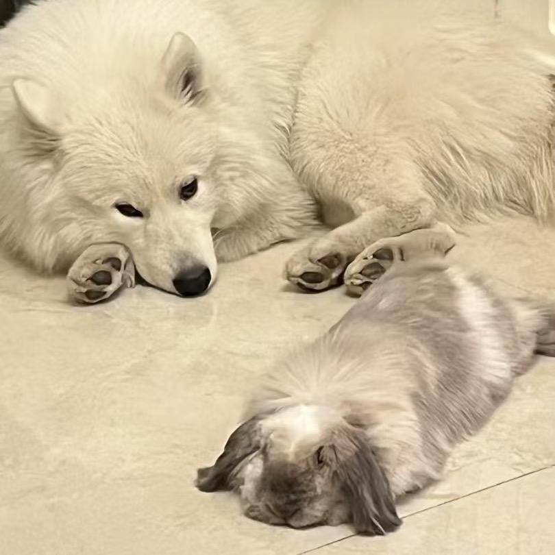 叽叽兔🐰和雪糕🐩