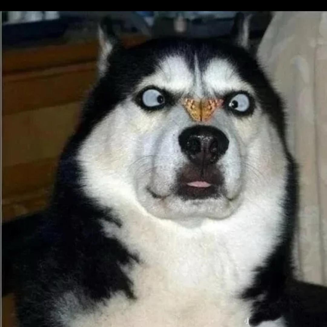 猫儿
