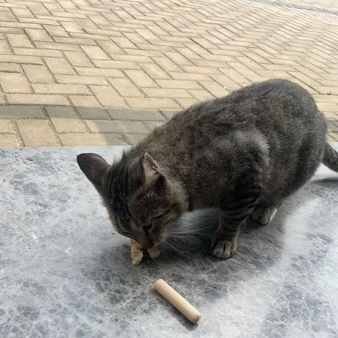 上班摸鱼的猫