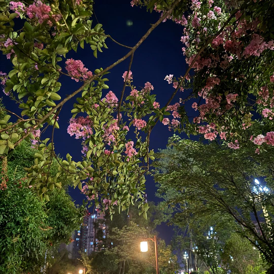 🌹儿