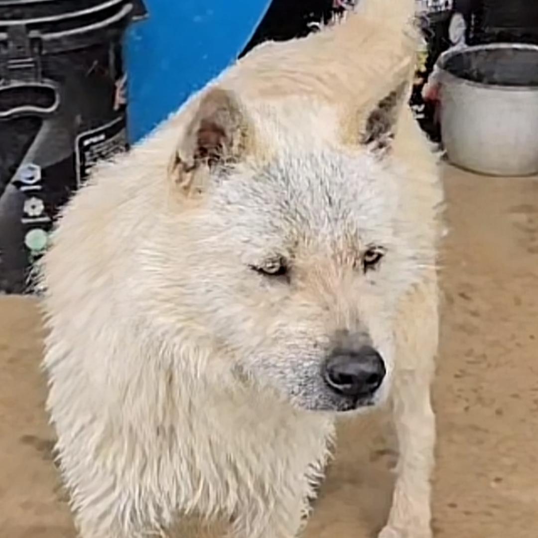 回关选狗***中华犬，土鸡，斗鸡