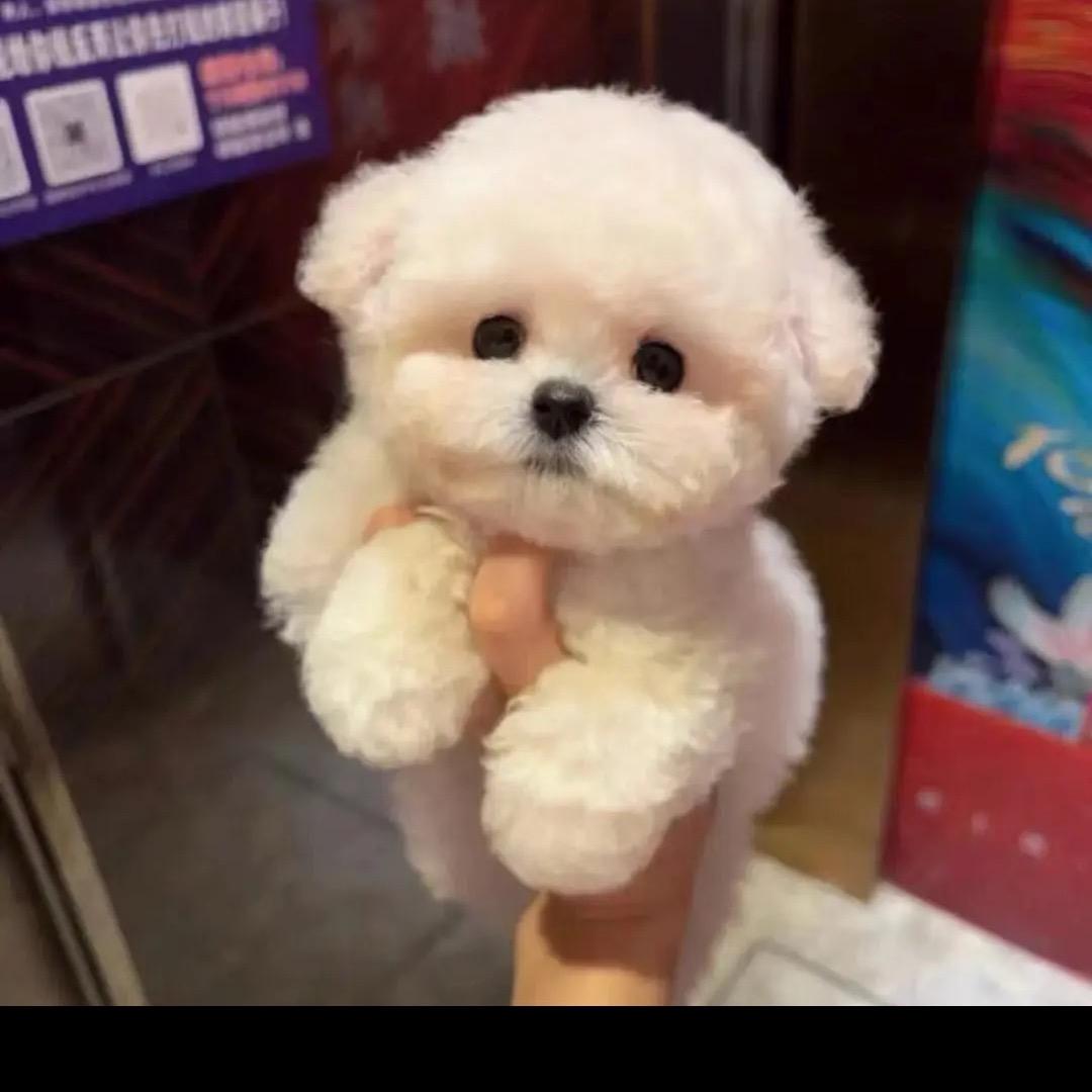 花姐挑狗