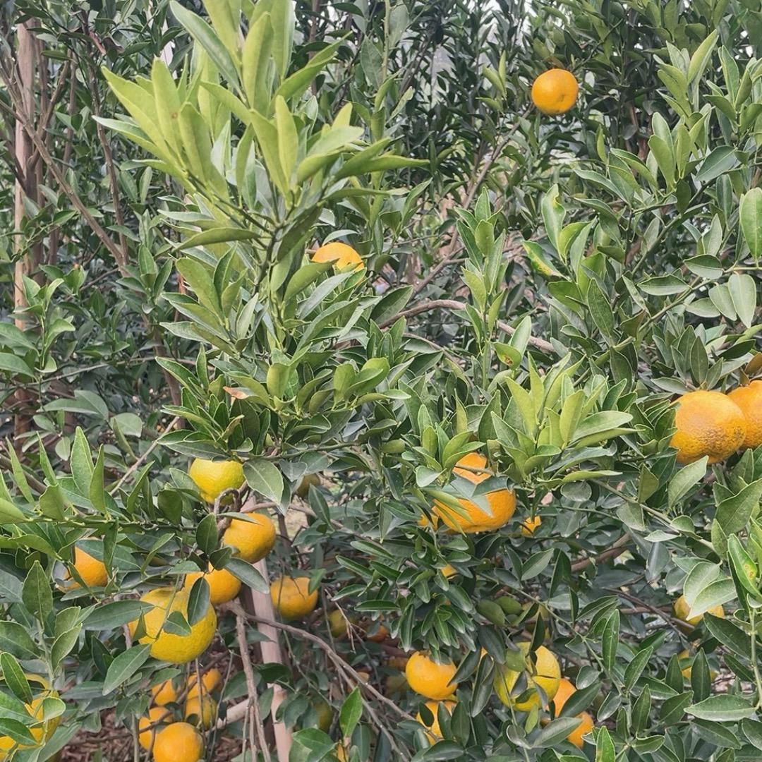 味知年茶业~高先生@