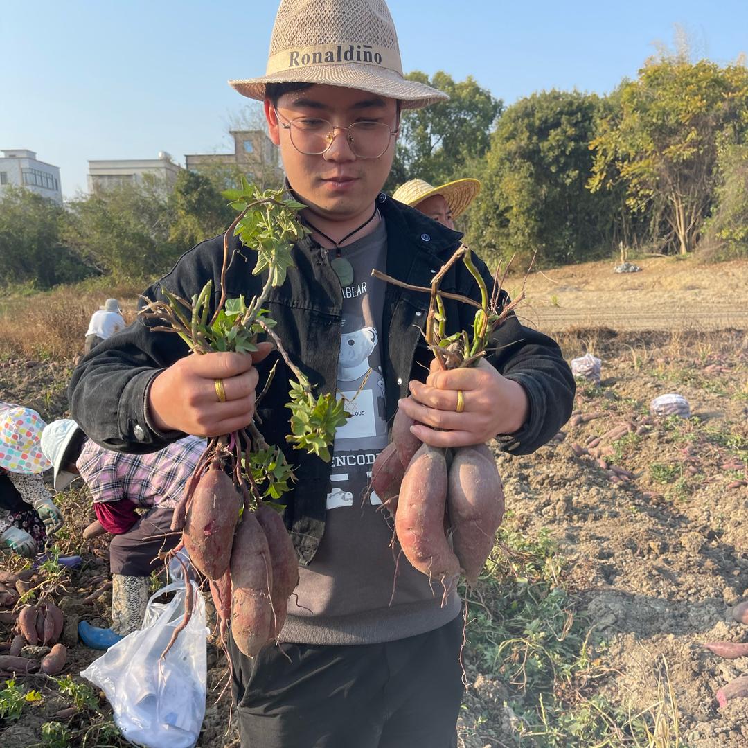 小刘薯业产地直销