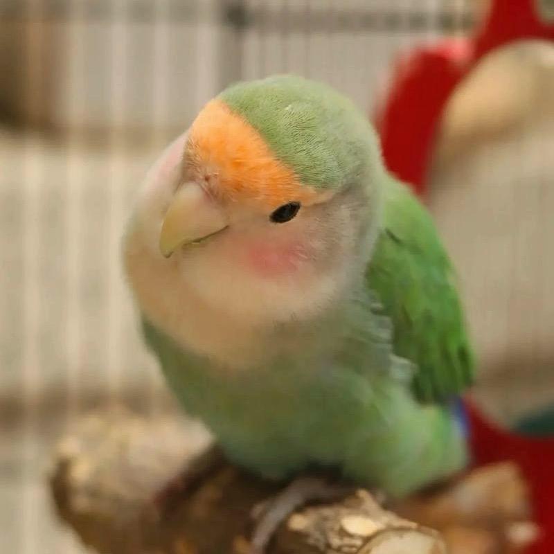 心怡鹦鹉（手养鸟）