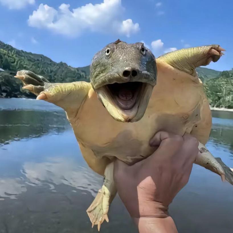 美羊羊羊羊羊