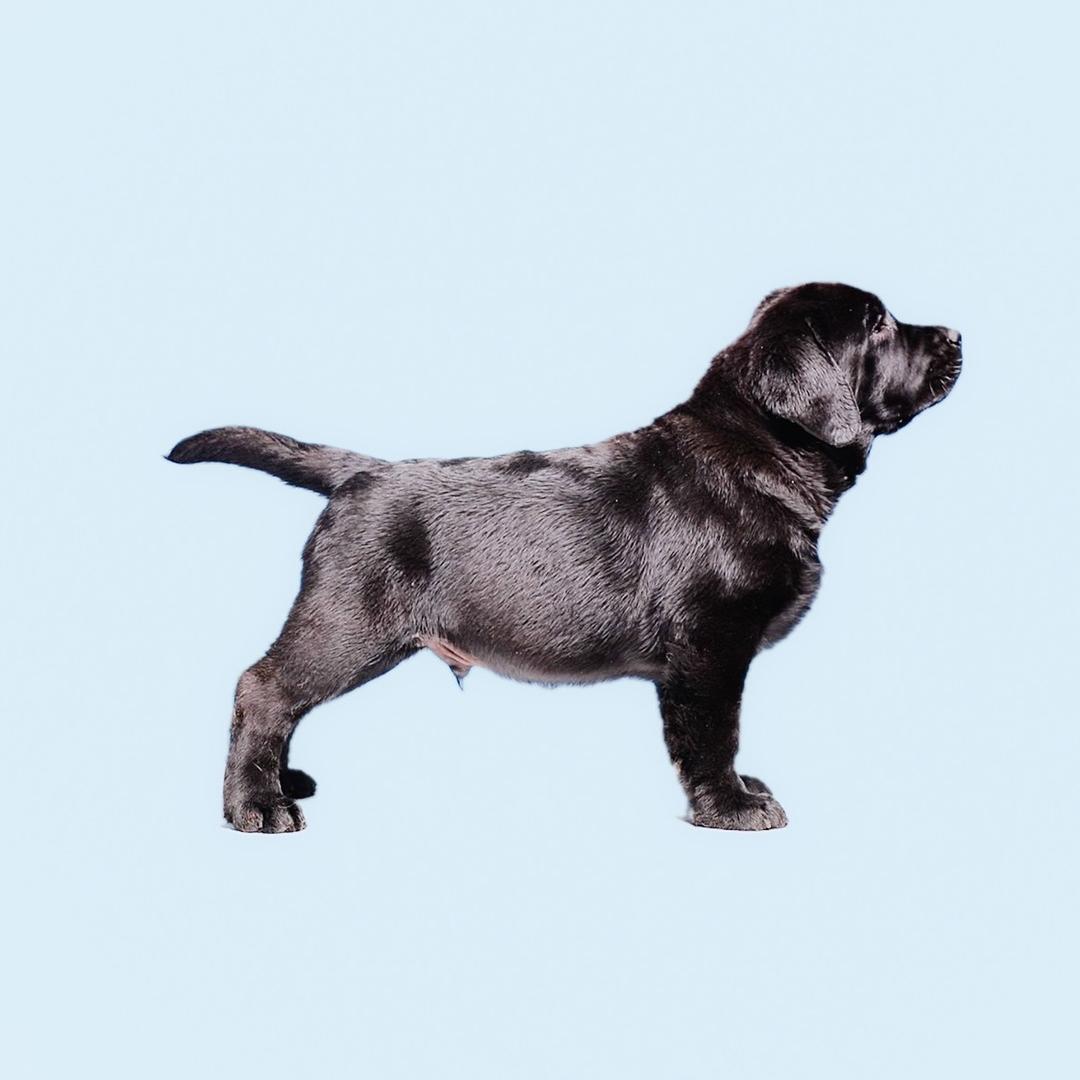 咔多吉拉布拉多犬舍