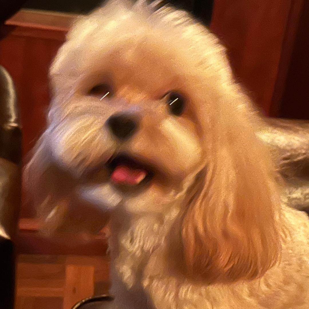 噗噗不放pay🐾