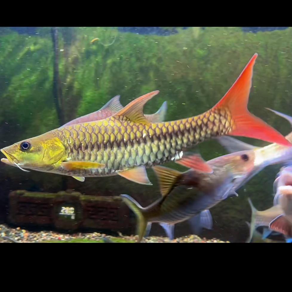 🪼七秒记忆加载中···