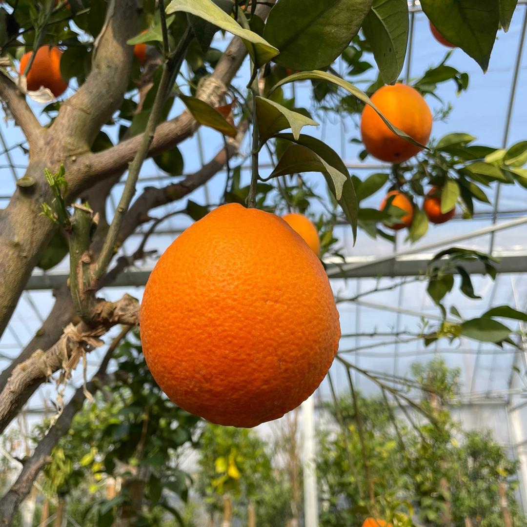 金果树苗木专营店