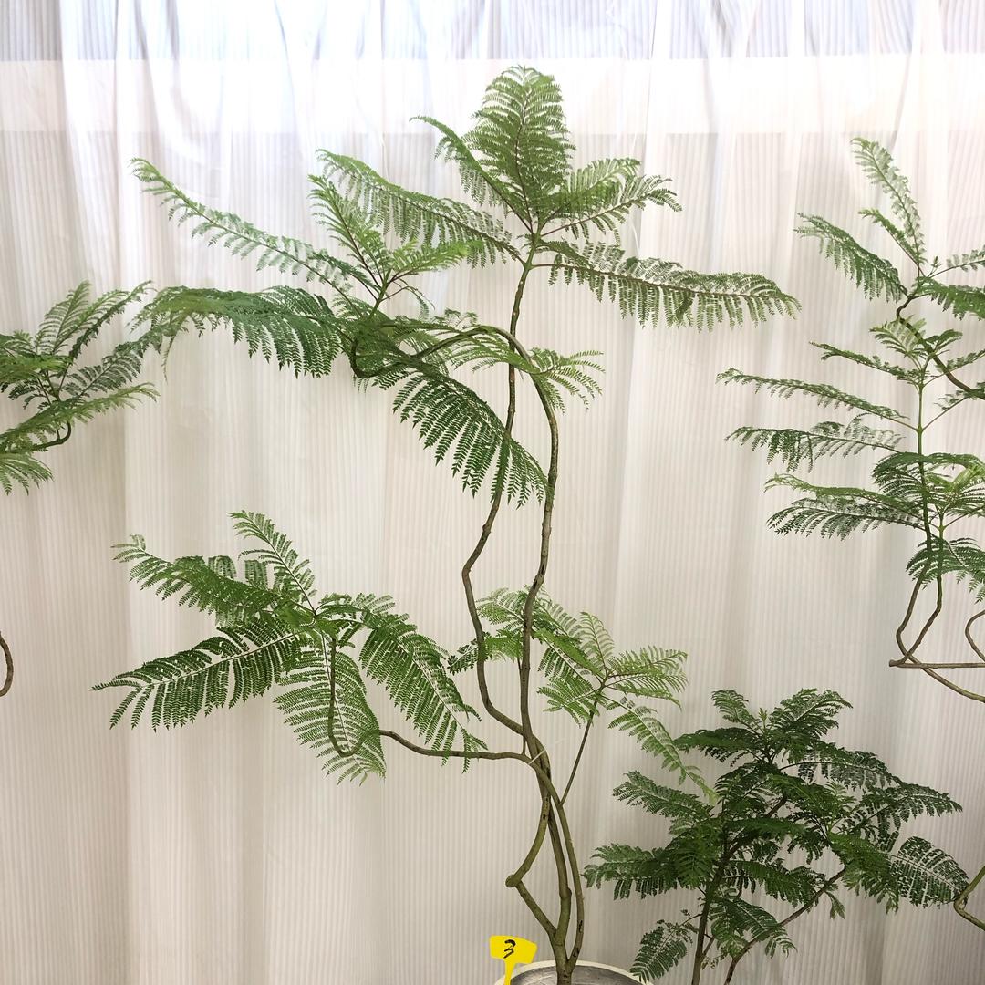 旧时光花社