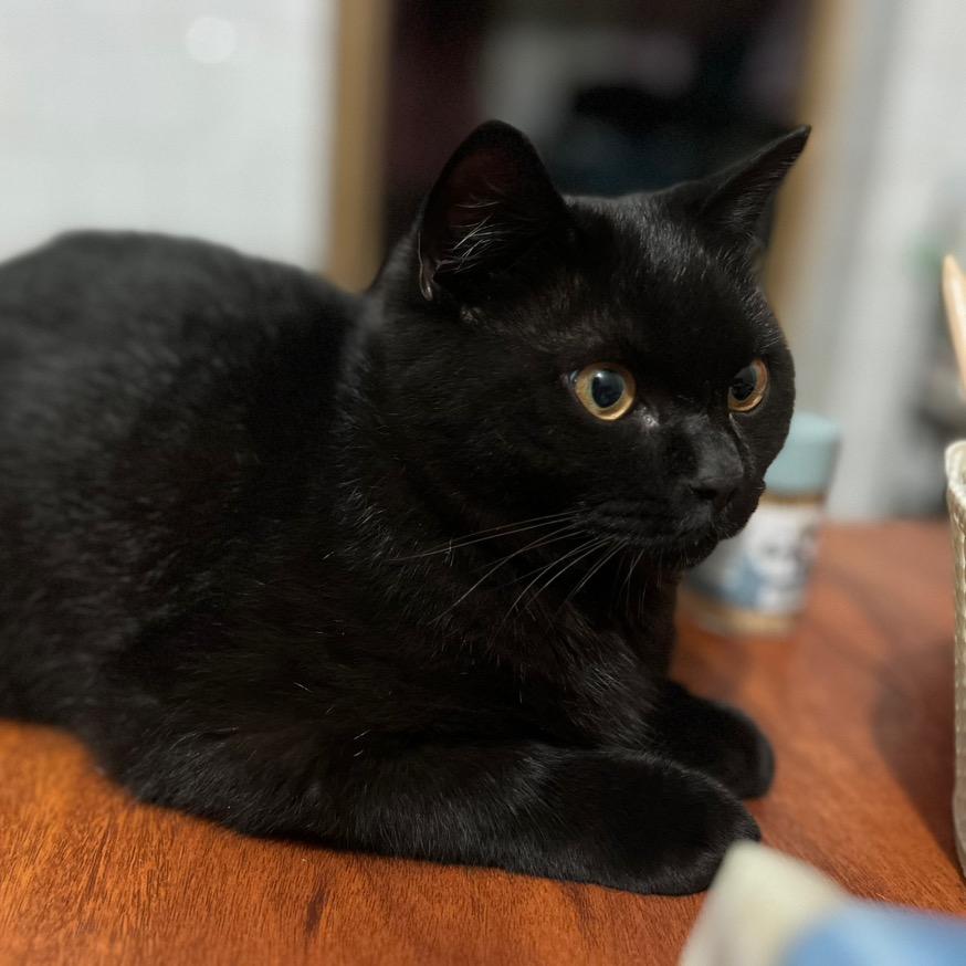 黑豆不逗🐈