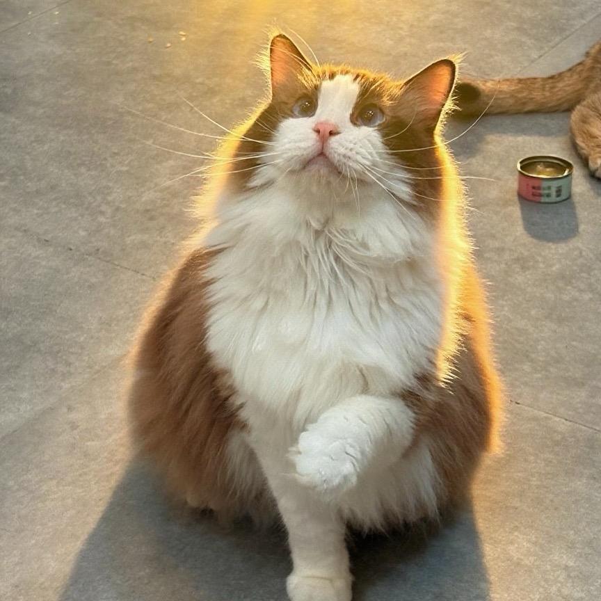 猫狗联盟总部🏢