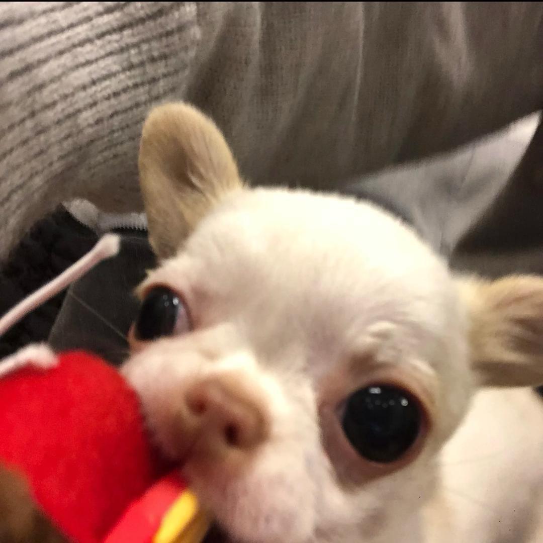 豆子ouo