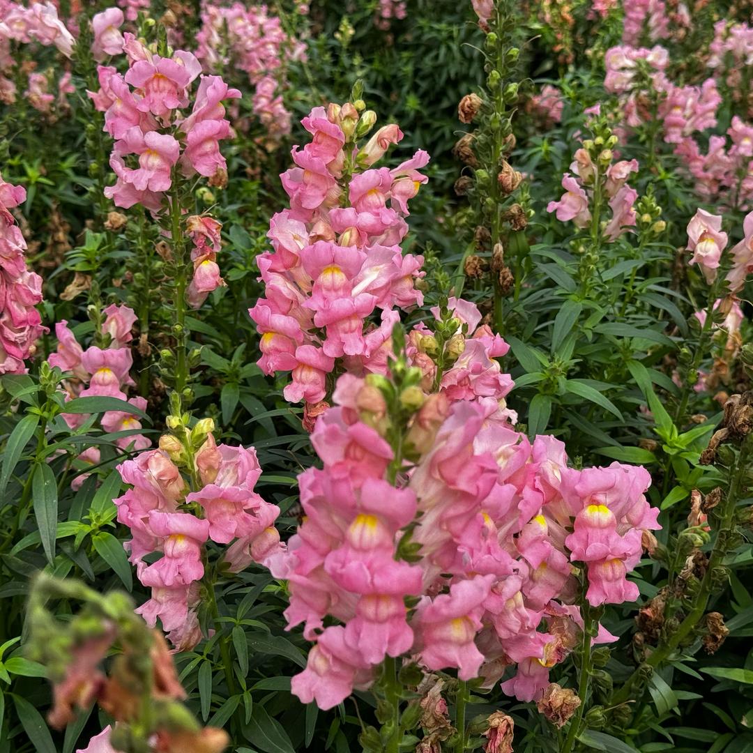 不吃香菜-折耳根