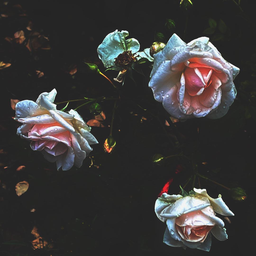 劳伦vintage
