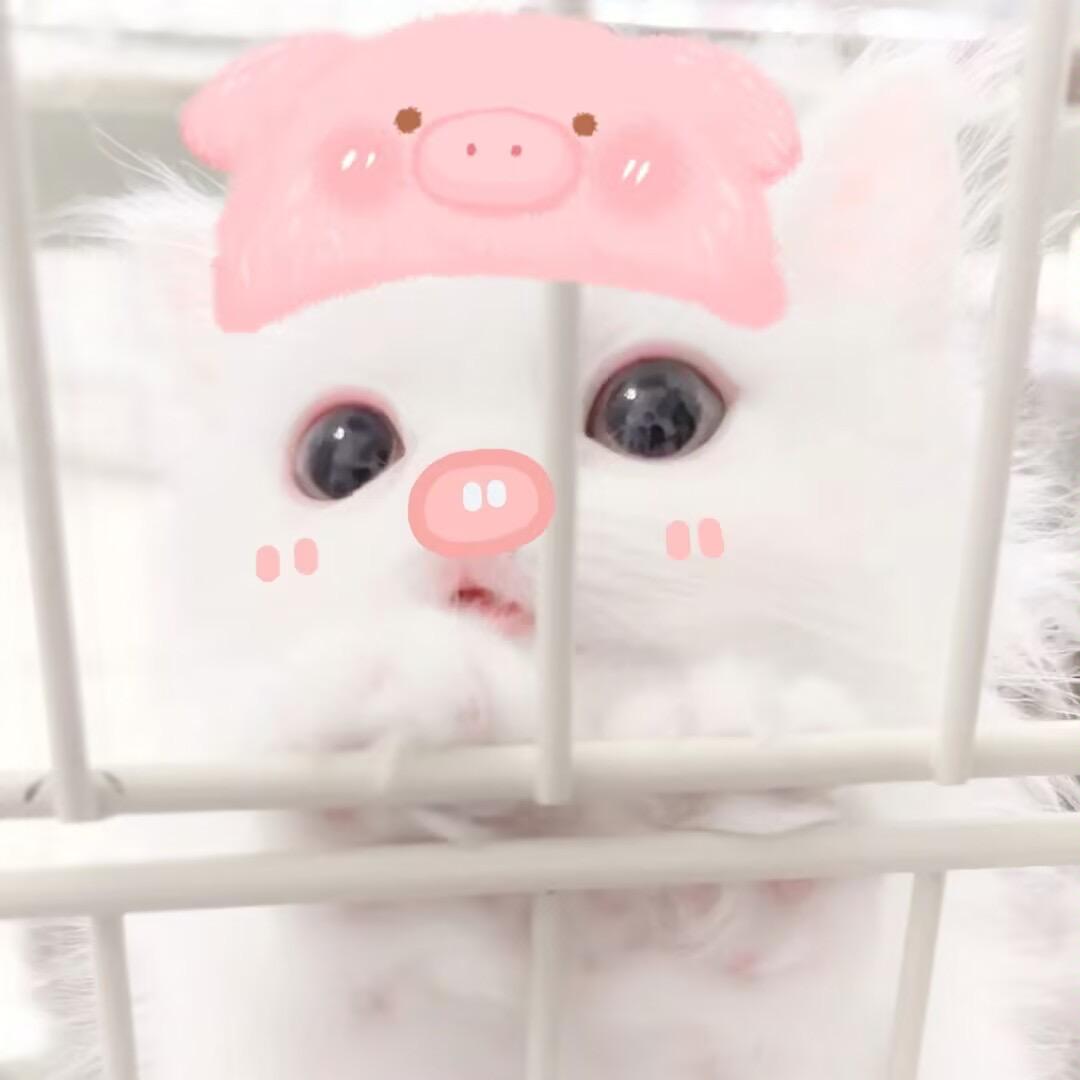 嘉嘉