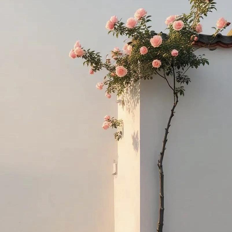 D家包包