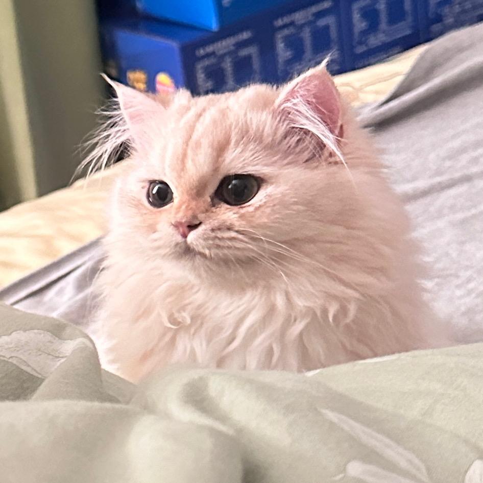 小小🍦是只猫