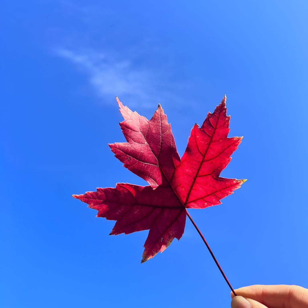 清风扶醉月