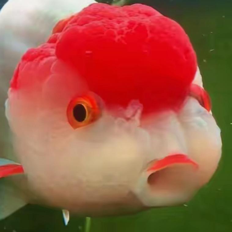 粤🐟航拍🛩️