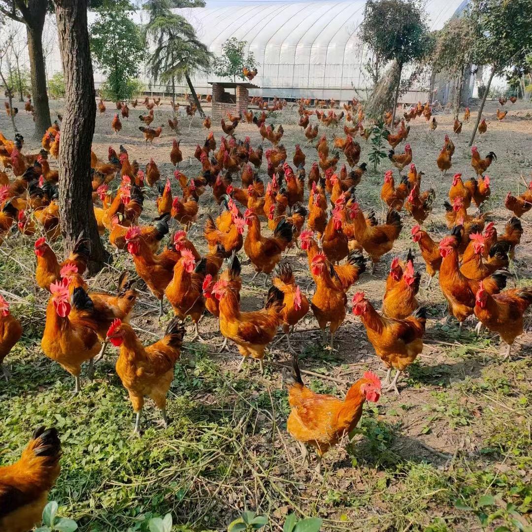 大手哥泰州亦舟农业科技有限公司火锅丸料专卖店