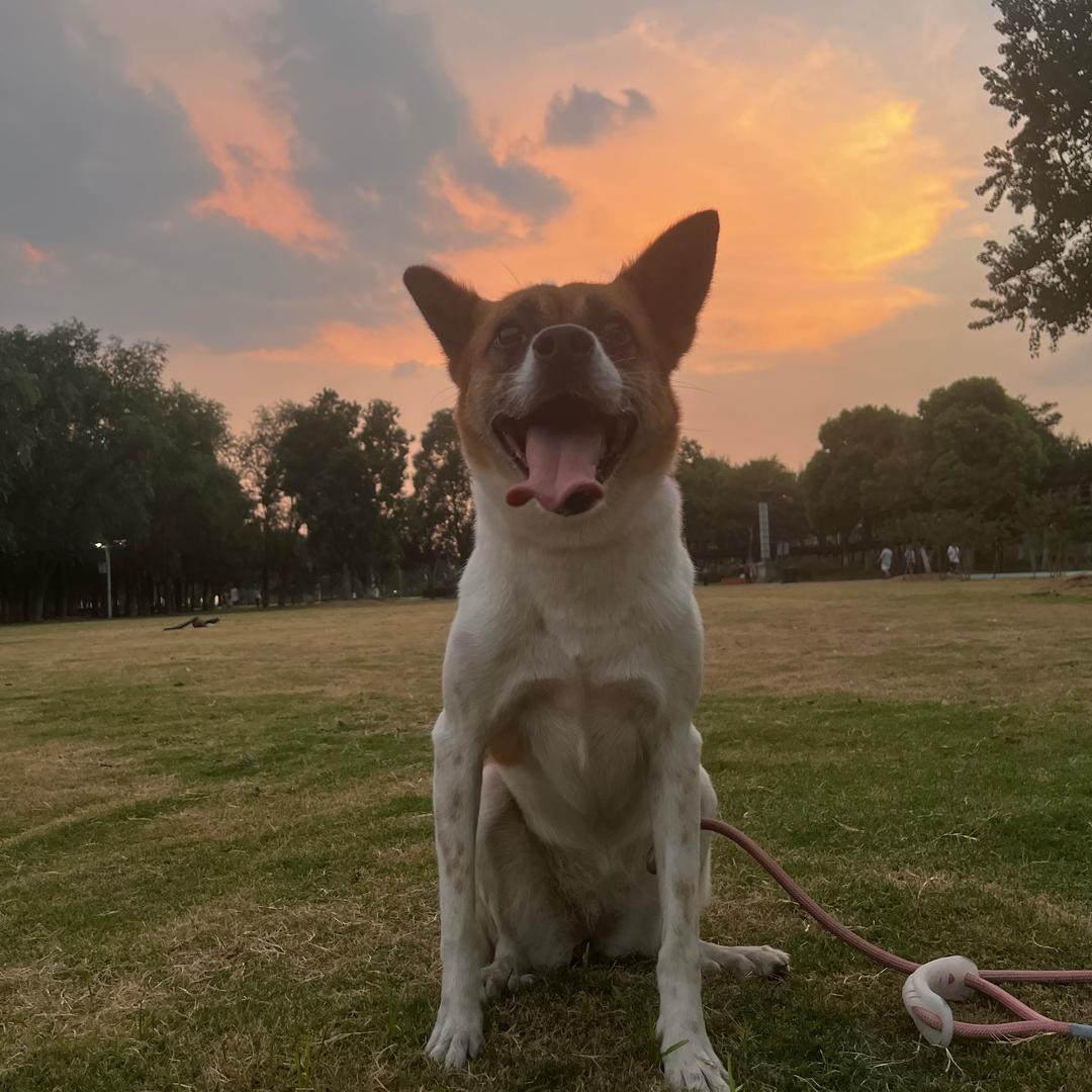 天地任“犬”行