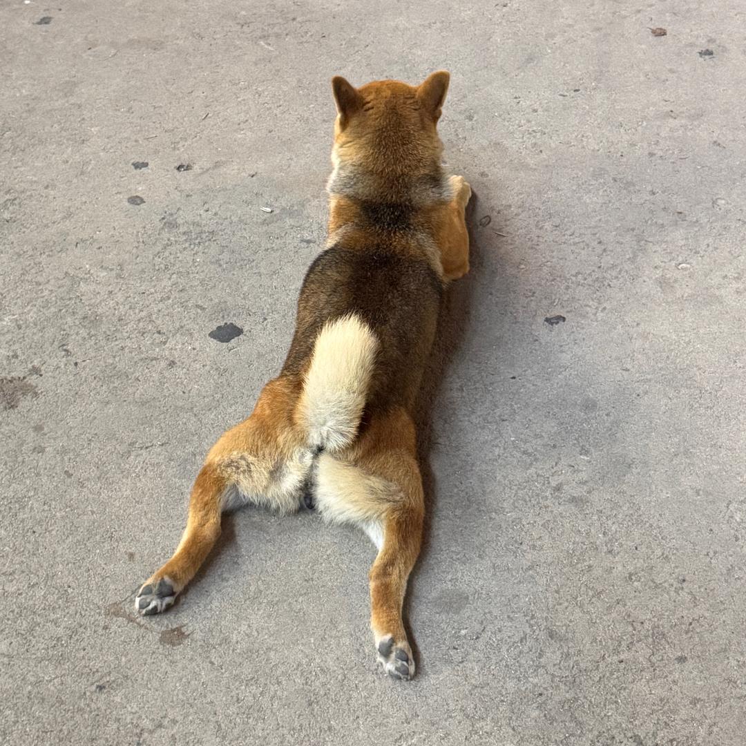 超级卡皮巴拉二号