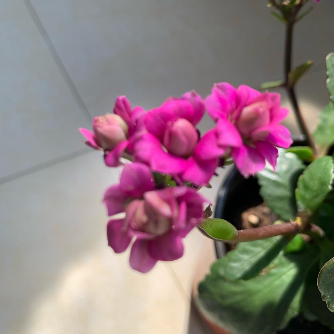 蓝梦爱养花