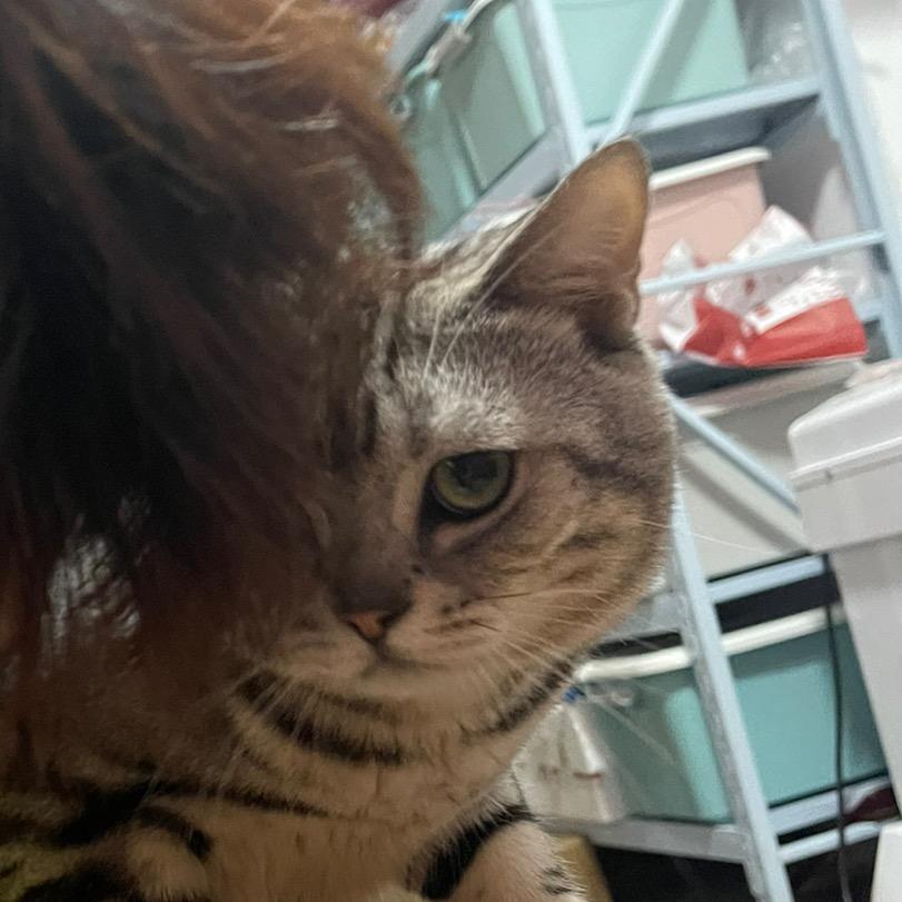 哈密瓜的海水鱼