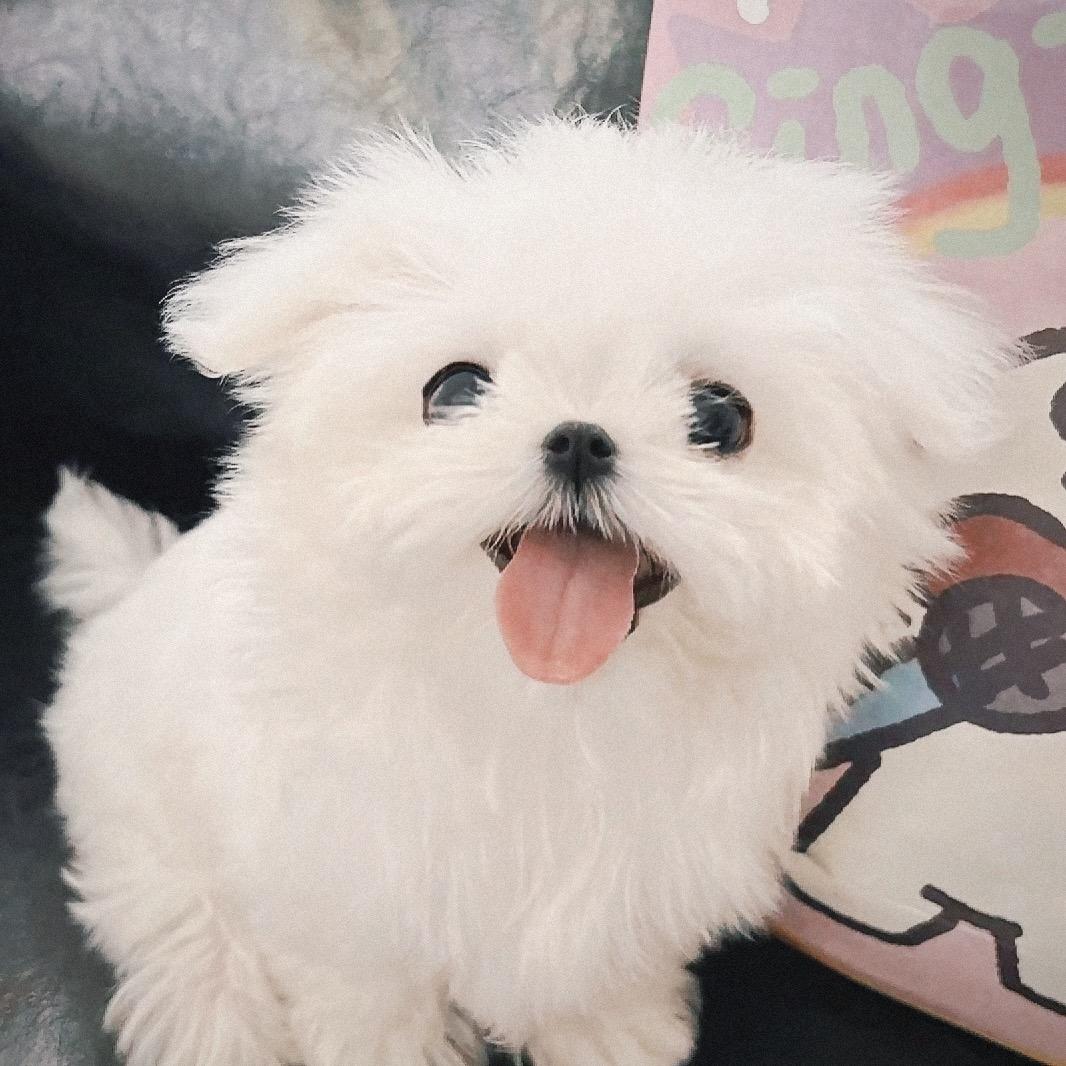 一只嘻嘻洁