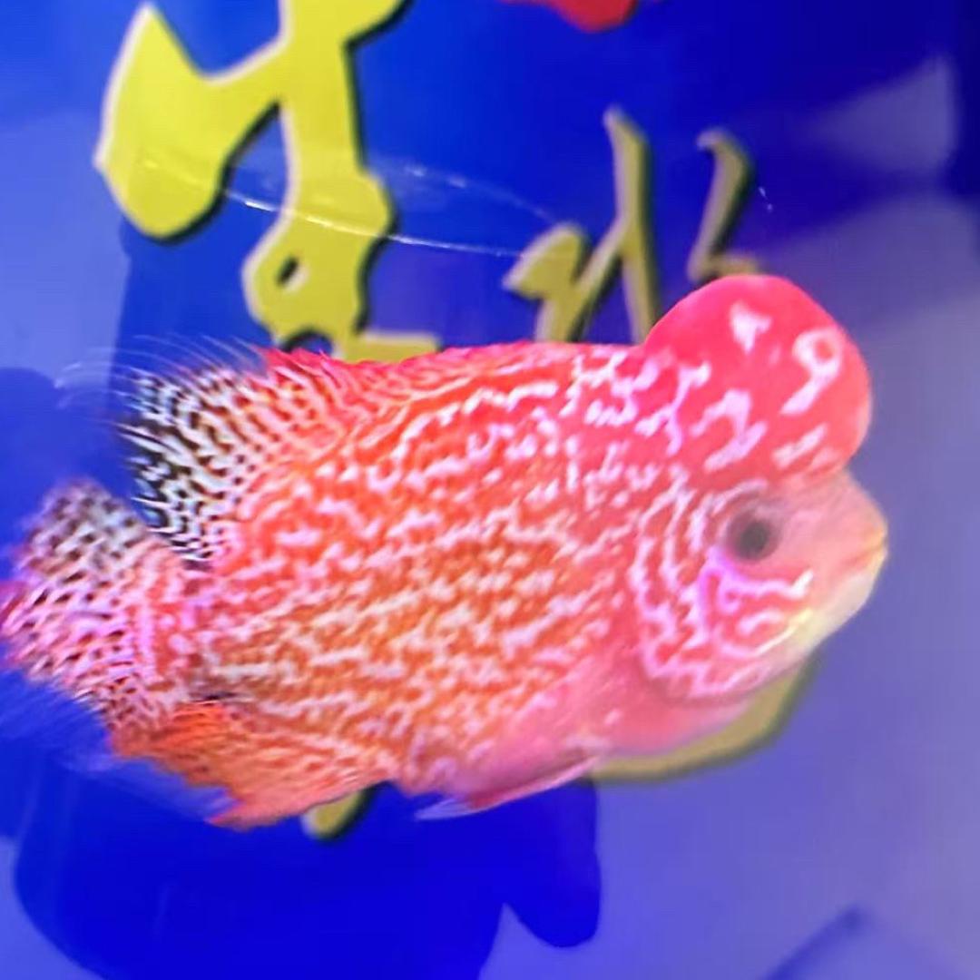 中年大叔罗汉鱼