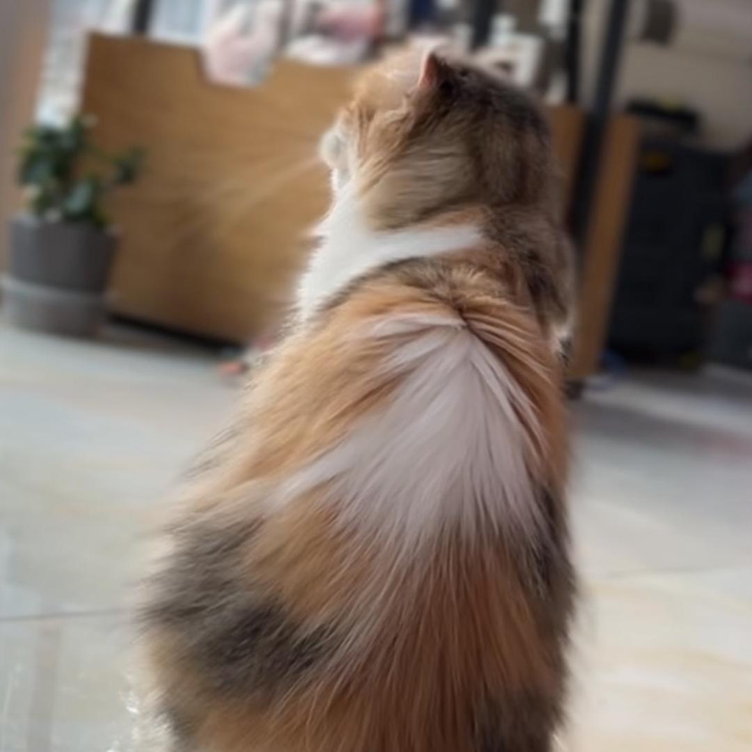 淘子姐姐