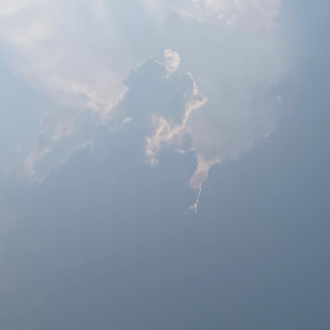 不会孵鹦鹉的大柚子