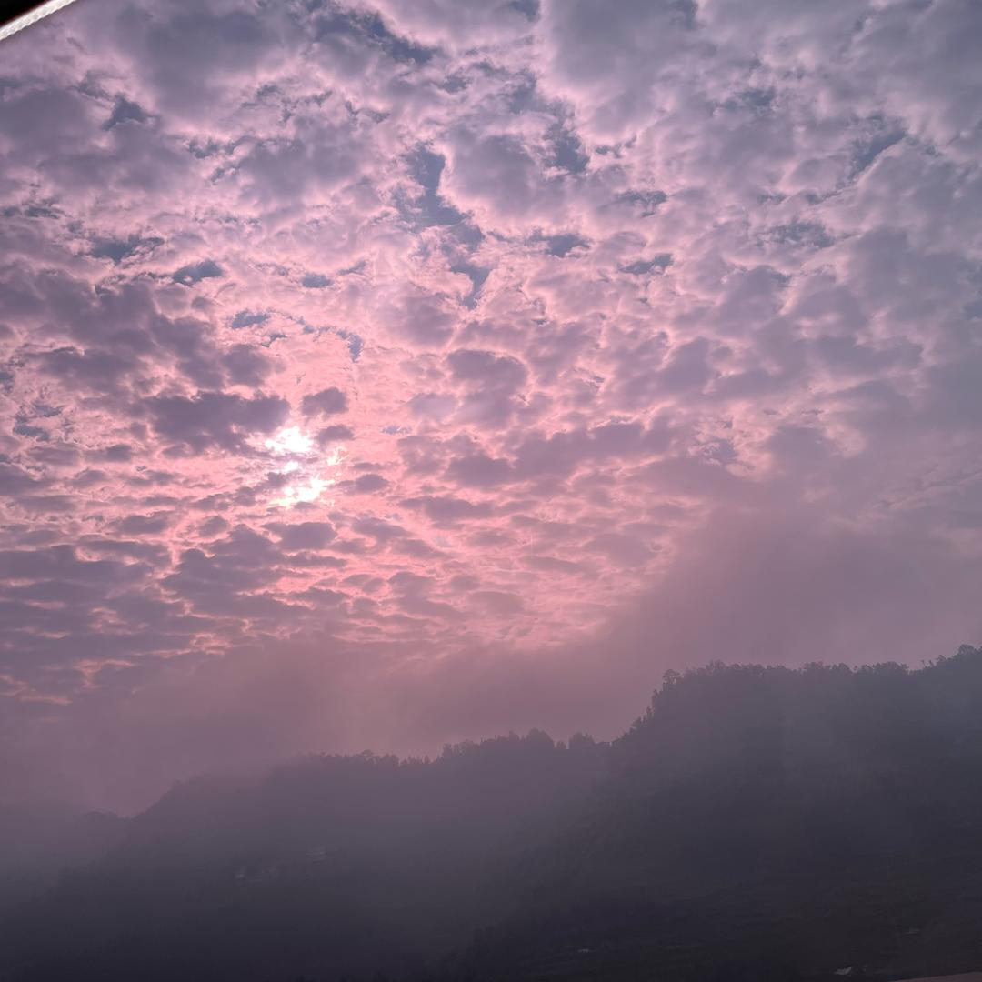 达芬奇的向日葵