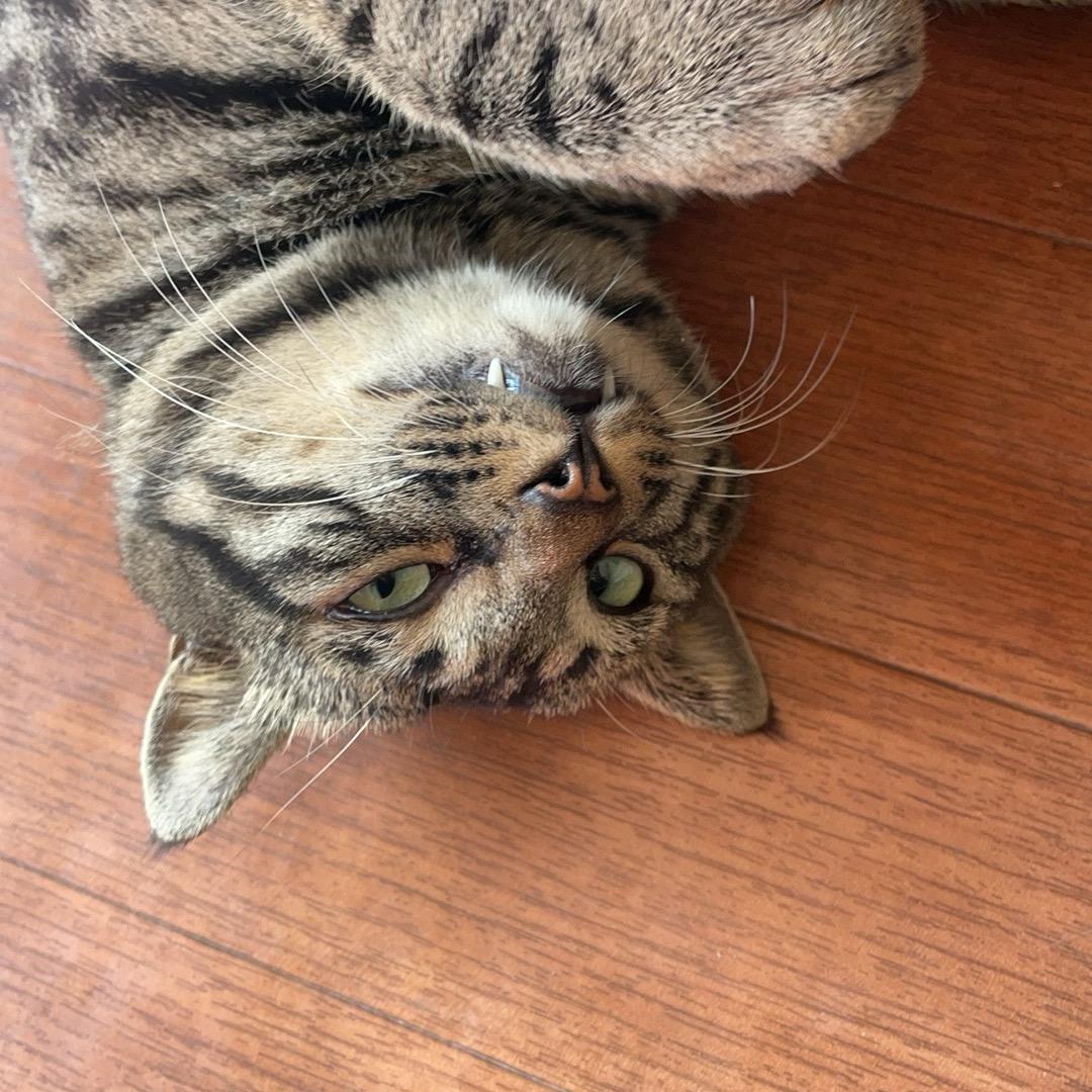 没毛病让毛病处理自己的病