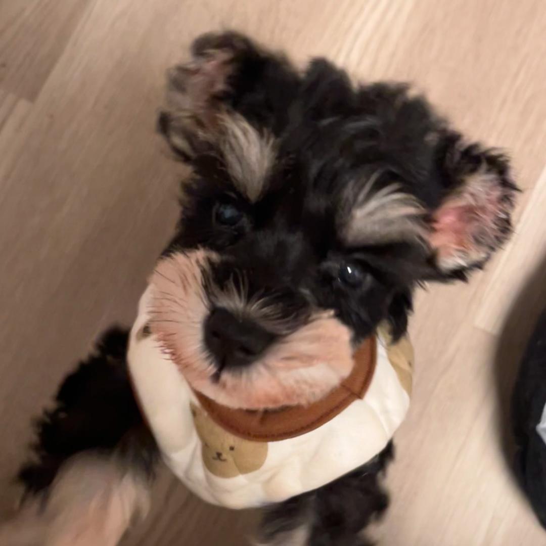 一只爱吃的Domi🍭