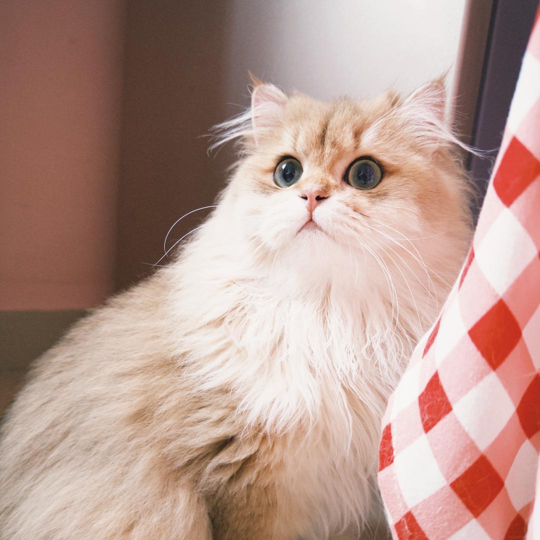 年糕是只cat