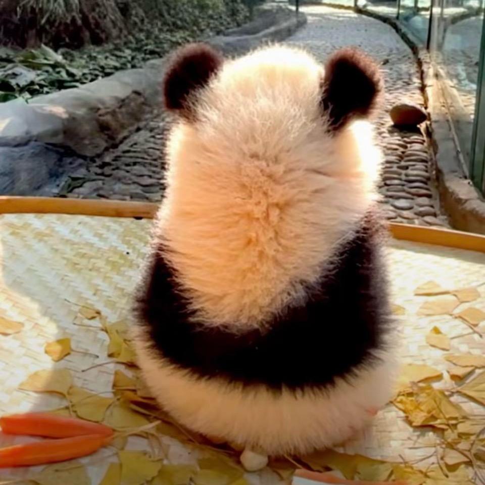 金小妖