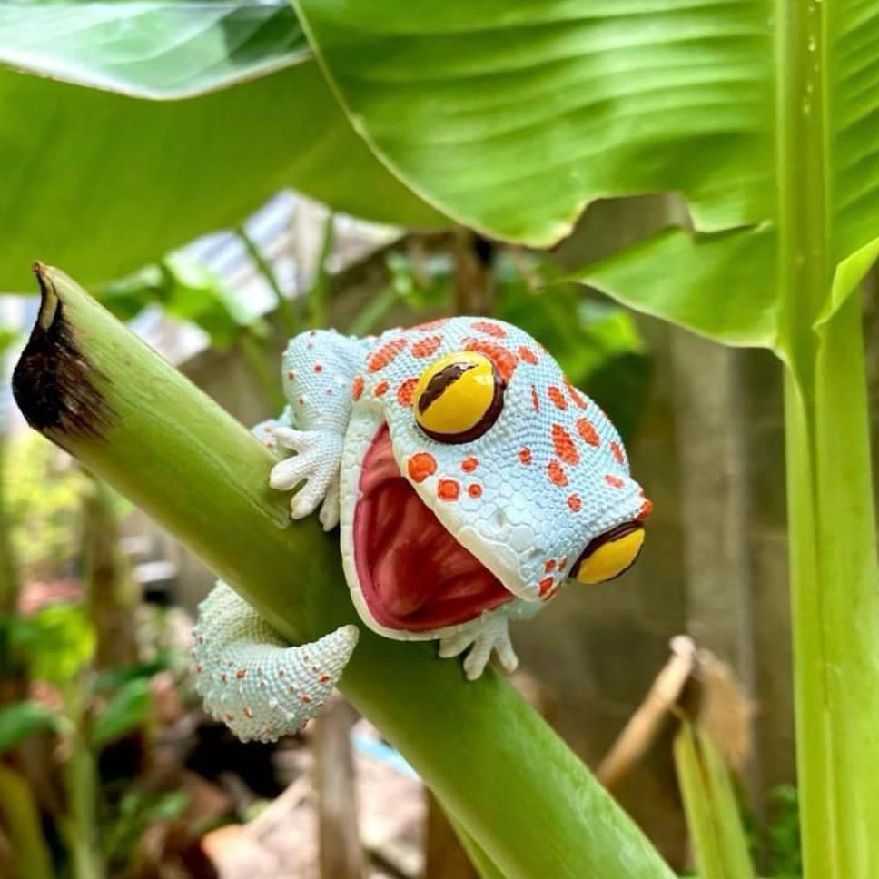 中华大壁虎*蛤蚧*大守宫养殖基地