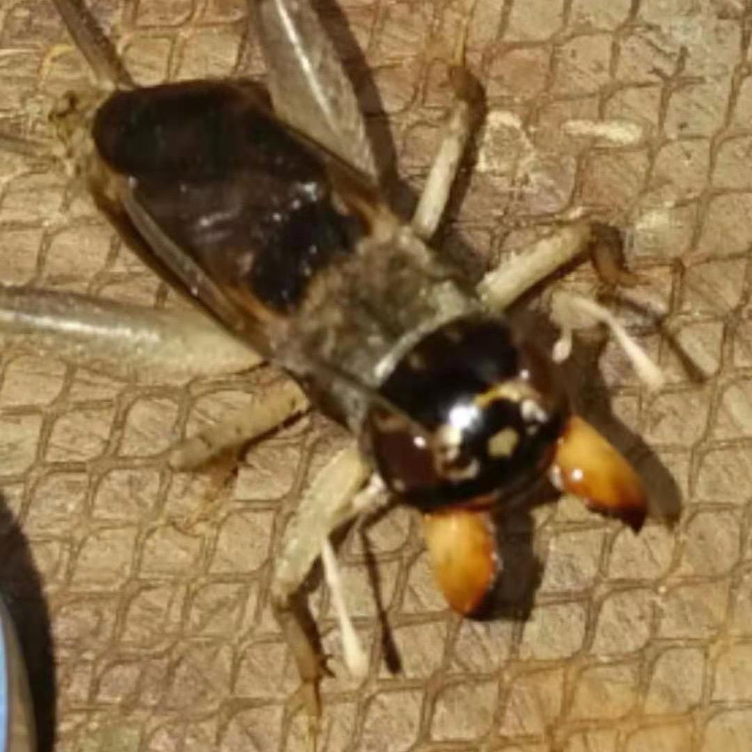 临清守立