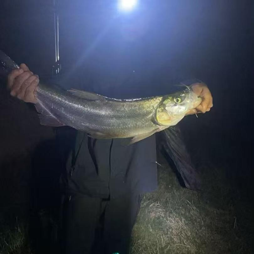 爱钓鱼的卖茶佬