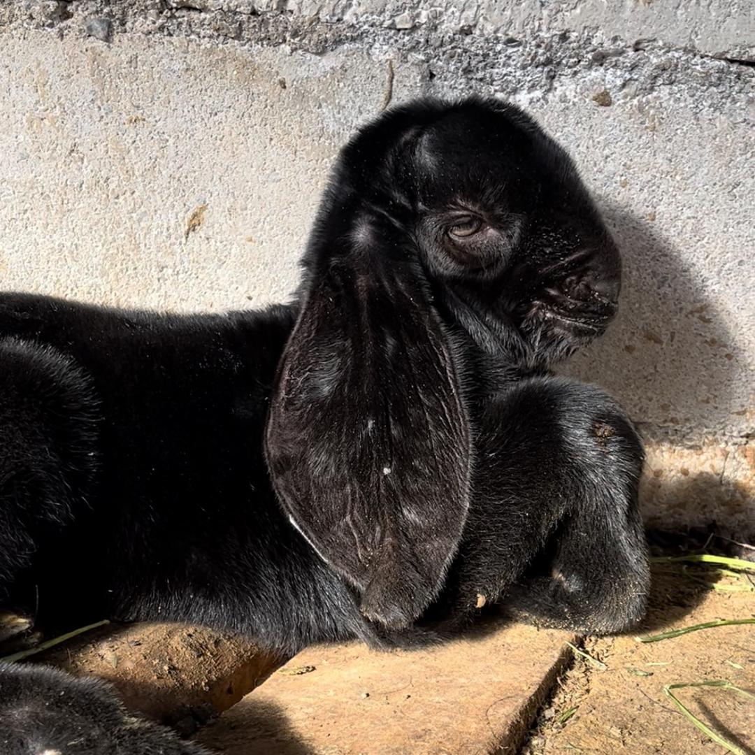 川友养殖家庭农场