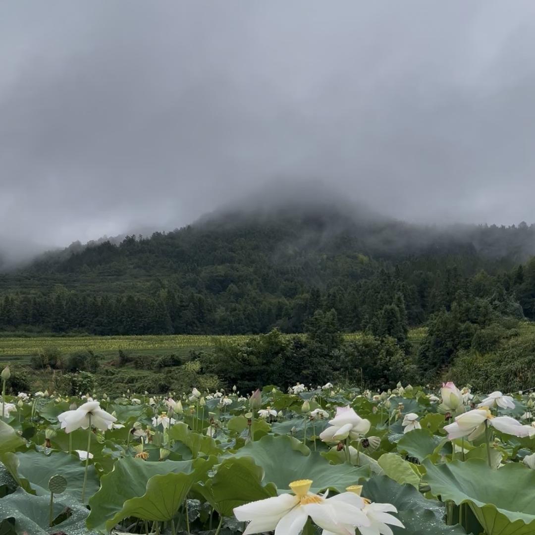 柏溢农产品直发
