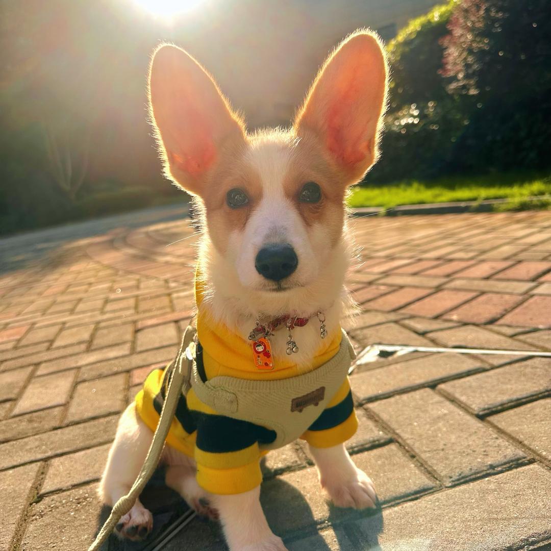 我是小短腿柯基