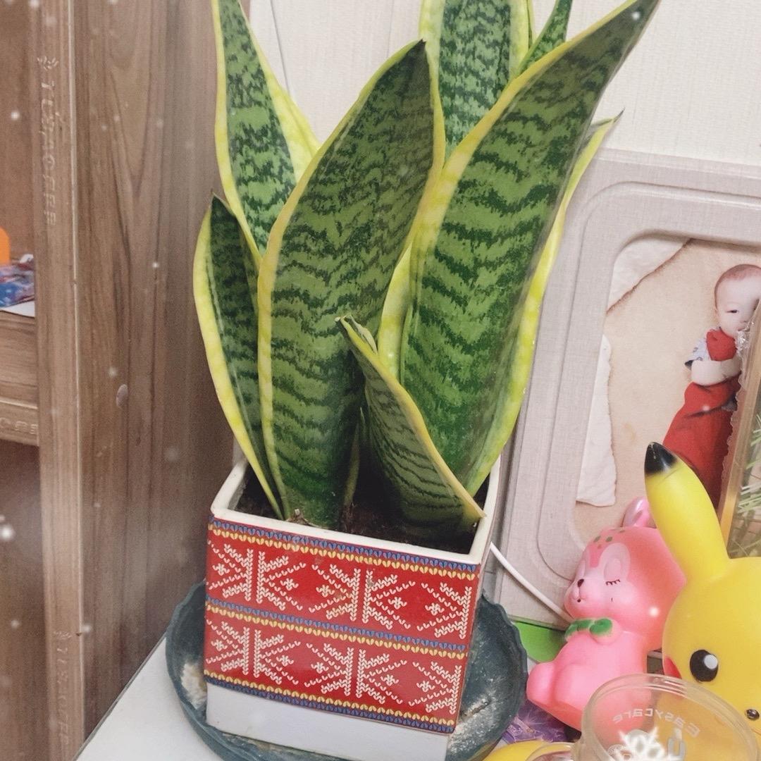 大凤